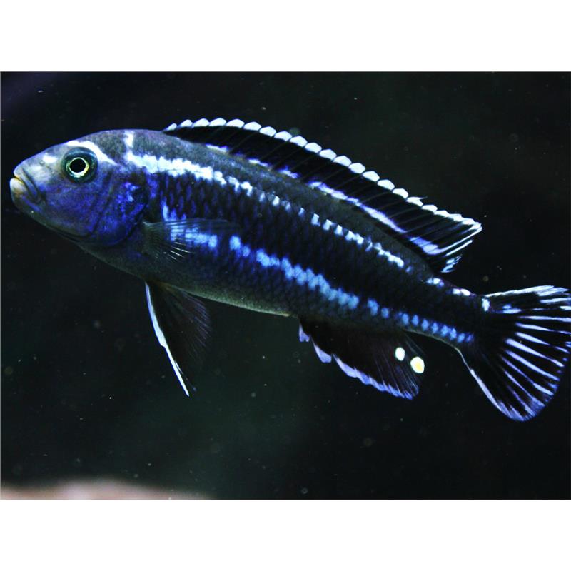 Melanochromis vermivorus - imagine 5